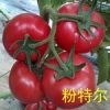 哪里有以色列进口西红柿种子_寿光晨宏种业番茄种子
