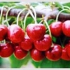 烟台天霖大樱桃是专业的大樱桃果批发商——海阳大樱桃乌克兰繁殖基地
