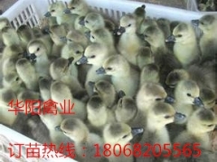 赣州鹅苗价格图片,华阳禽业,江苏鹅苗价格图1