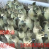 赣州鹅苗价格图片,华阳禽业,江苏鹅苗价格