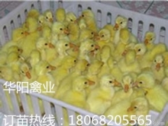 华阳禽业,鹅苗价格,今天鹅苗价格图1