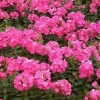 【花开富贵-福禄寿!】山东福禄考批发价格【福禄考种植基地】
