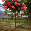 国际月季花产业平台提供南阳树状月季