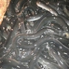 福州质优价廉的日本鳗养殖哪里有供应|鳗鱼苗批发