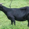 想买好的广西努比亚黑山羊就到广西扶绥广羊农牧 |广西努比亚黑山羊