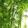 哇塞！！【适合北方生长的竹子】【北京腊梅小苗】
