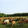 成都口碑好的生态养殖羊批发——金堂生态养殖羊