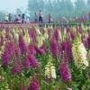 花海系列-毛地黄苗300万株销售 万美园艺欢迎您