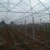 发发葡萄种植供应良好的葡萄建园——湖南葡萄建园