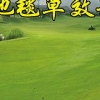 安庆地毯草种子|想买优质地毯草种子，就到百绿园林