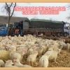 营口可靠的辽宁绒山羊母羔提供商——辽宁最新辽宁绒山羊母羔批发价格