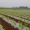 专业的玉米地膜供应商就在南宁：广东农用地膜批发