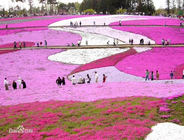 青州弘景园林 芝樱开始接受订购了