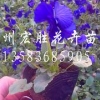 【美最美最~~】青州三色堇批发#批发三色堇#北京三色堇