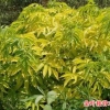定州金叶接骨木，金叶接骨木价格，优质金叶接骨木基地