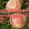 猴开森~映霜红批发，晚熟映霜红，映霜红桃苗