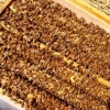 威海大棚西瓜授粉蜜蜂厂家五龙山蜂场最专业