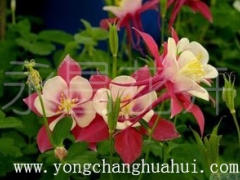 耧斗菜价格、耧斗菜价格、永昌花卉图1