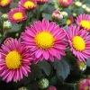 江苏荷兰菊【价格、图】江苏荷兰菊批发@出售黑心菊