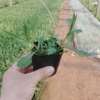 山东青州柳叶马鞭草厂家种植供应 青州万美花卉欢迎您！
