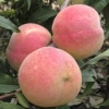 映霜红桃苗|映霜红桃树苗批发价格、基地找瓜果苗木