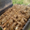 北京授粉蜜蜂出售电话,五龙山蜂场,大棚授粉蜜蜂价格