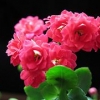 【自然之美】长寿花种植基地#长寿花批发价格#