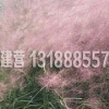 【好美啊！】粉黛乱子草价格||批发||种植基地-九州园艺