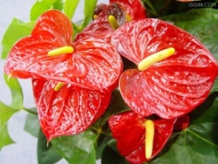 合肥花卉租摆|合肥植物租摆|合肥绿植 租摆|合肥租 植物图1