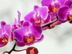 植物租凭|合肥花卉租摆|合肥租绿植|合肥盆景图1