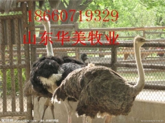 养鸵鸟厂_出售鸵鸟皮_华美牧业图1
