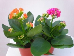 合肥花木租摆|合肥花卉出租|合肥植物租凭|合肥租花图1
