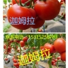 优质大红高产番茄种子/耐低温西红柿种子 迦姆拉