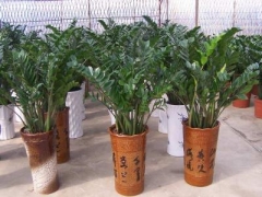 合肥植物租摆|合肥花卉出租|合肥绿植租凭|合肥租盆栽图1