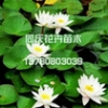 供应山东有品质的睡莲