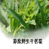 金昌市有机野生干苦菜批发销售价格，有机干蔬菜供应商