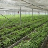 孝感农场灌溉自动控制系统