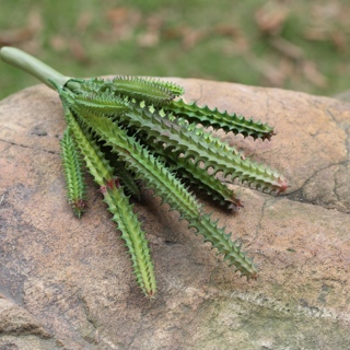 多肉植物仙人柱 仙人掌 微景观植物墙饰壁饰 仿真花 多肉