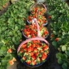 烟台草莓苗木供应商：实惠的烟台草莓苗木出售