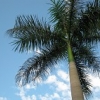 销量至好的棕榈树出售：江苏棕榈树