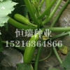 蔬菜种子时时更新批发价格：西葫芦生产厂家