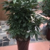 集美花店|想找有口碑的厦门租花，就来旭璐绿化工程