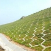 蚌埠护坡草籽——成活率高的护坡草种批发批发
