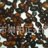 金丝楠批发 想要易成活的金丝楠木树种子就来崇州正兴金丝楠木园艺场