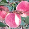 映霜红桃树苗专业供应商——优质映霜红桃树苗