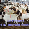 波尔山羊市场行情资讯：潍坊波尔山羊价格