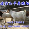 济宁专业的波尔山羊提供商：养殖波尔山羊