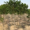 永川红皮榕——供应品种好的红皮榕树