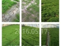 华南梨树北大村视频 (4880播放)