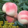 四川桃树苗出售，四川桃树苗产量，四川桃树苗供应